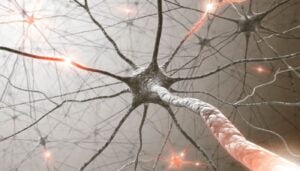 The Relationship Between Chiropractic and the Autonomous Nervous System